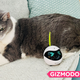 Illustration for article titled Not Even This Adorable Robot Could Get My Fat Cat to Exercise